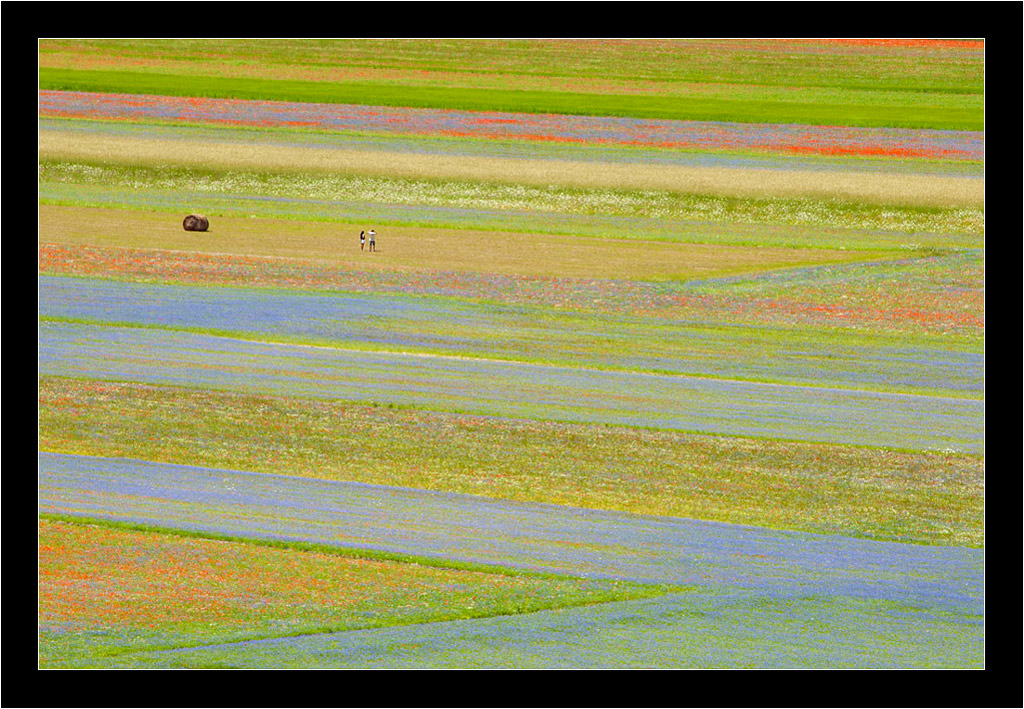 Fioritura di Castelluccio - 06