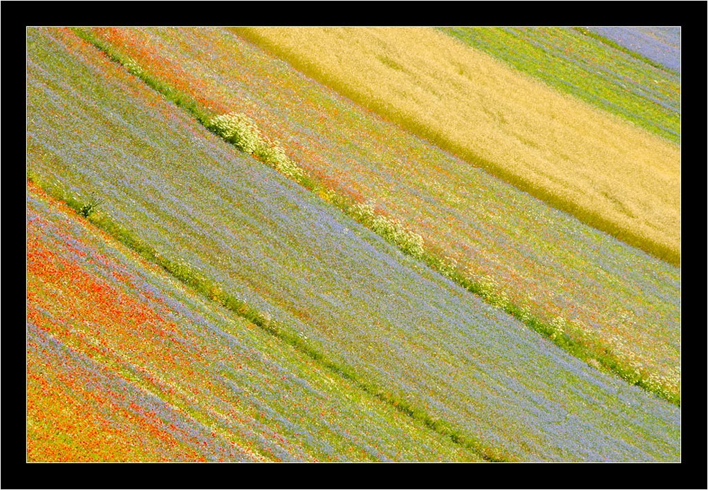 Fioritura di Castelluccio - 07