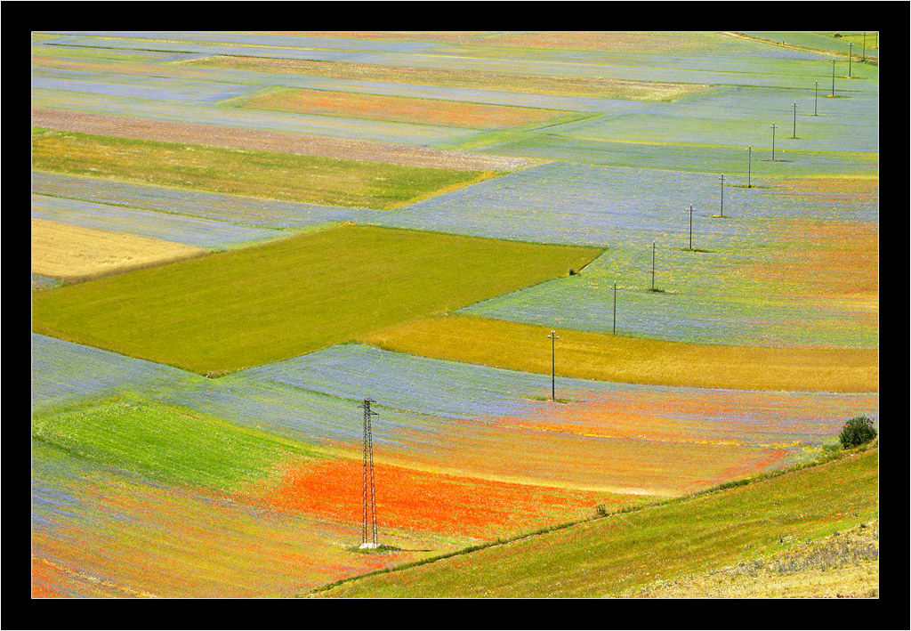 Fioritura di Castelluccio - 09
