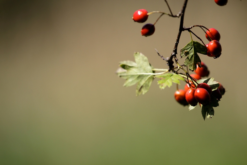 rosso e verde