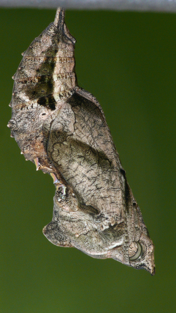 CRISALIDE POLYGONIA C ALBUM