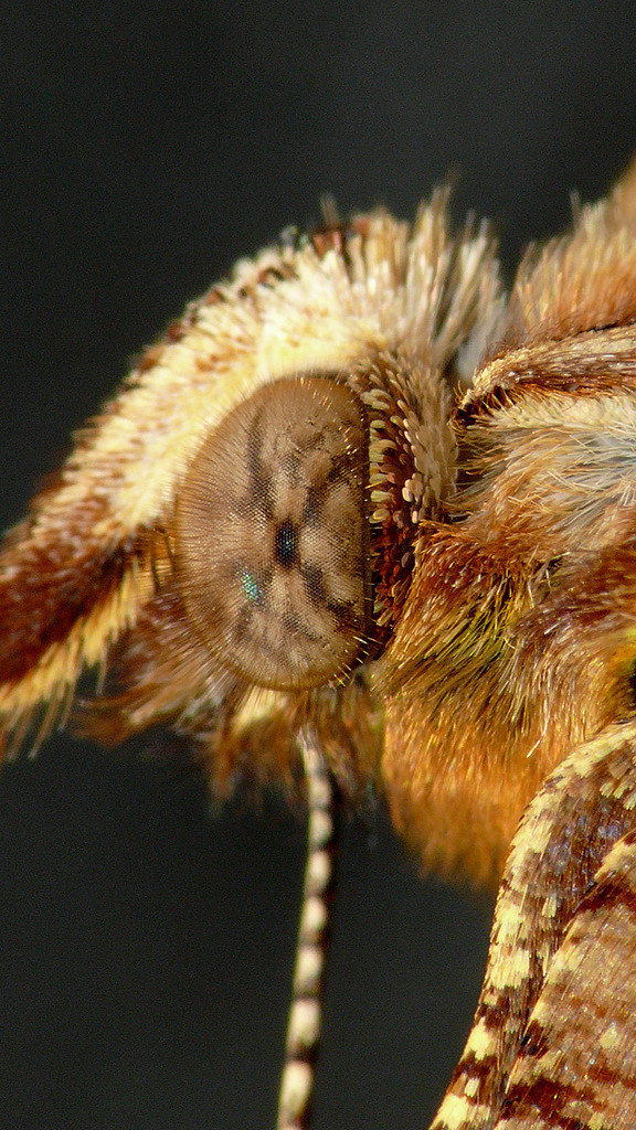 POLYGONIA C ALBUM OCCHIO