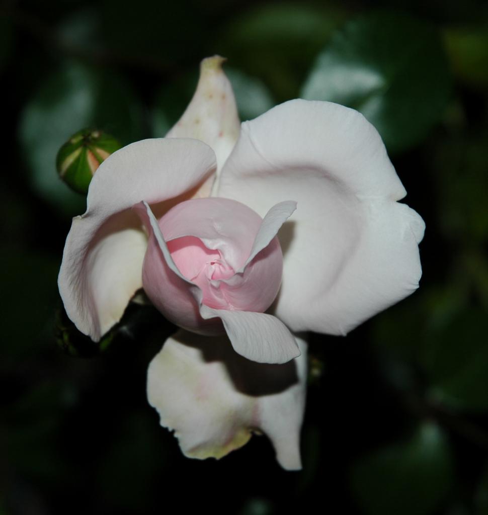 Bocciolo di Rosa