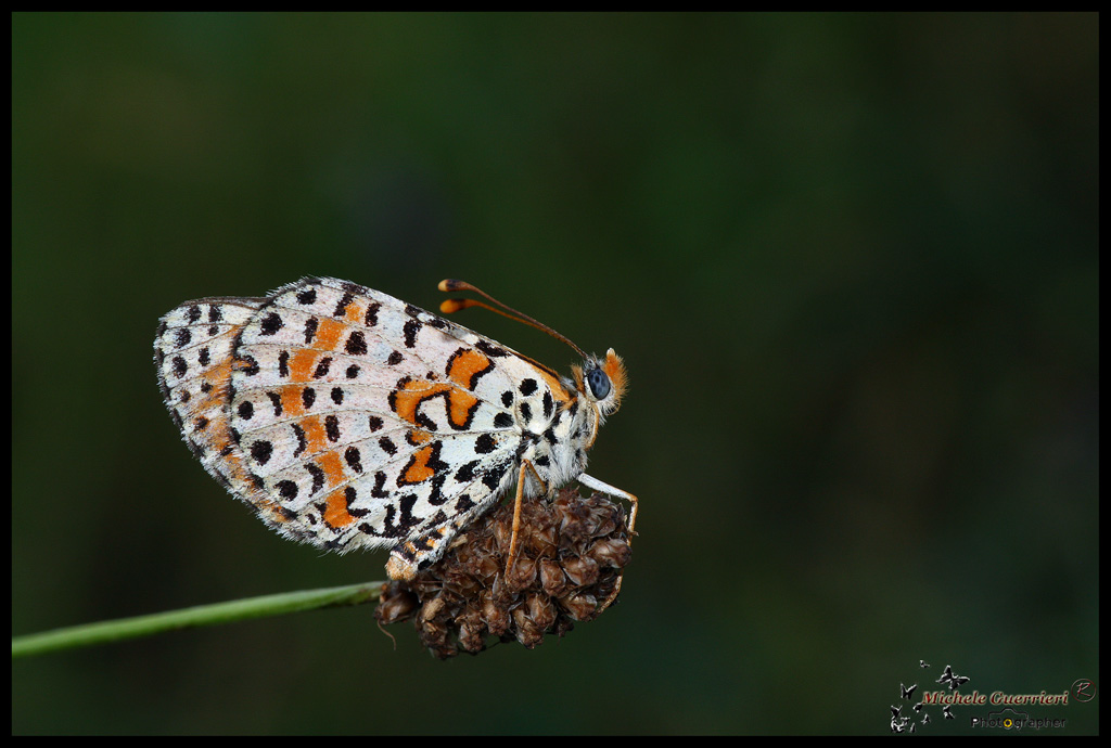 Melitaea didyma