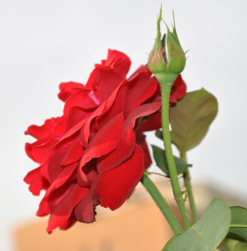 Rosa