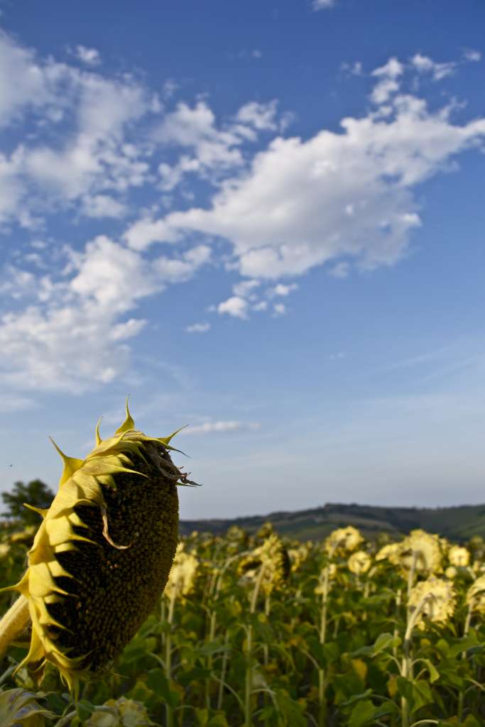 Girasole Orciano