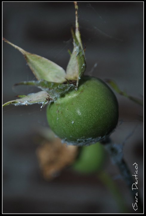 fiore primissimo piano