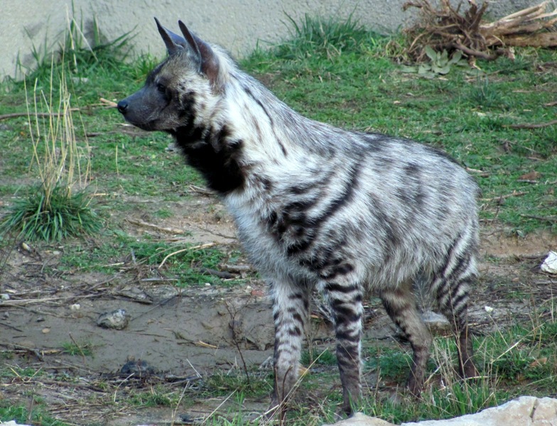 the spyryt of afrika