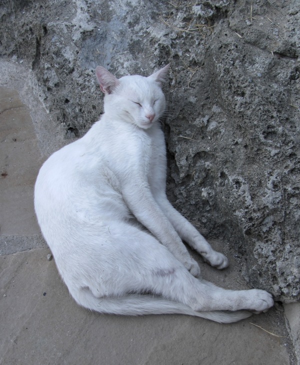 siesta