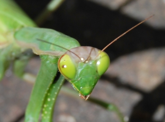 Occhio
