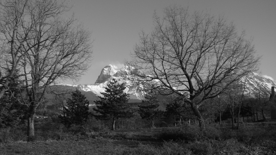 Alberi e montagne