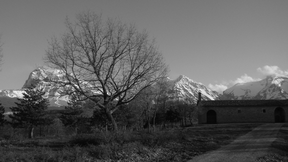 Alberi e montagne 2