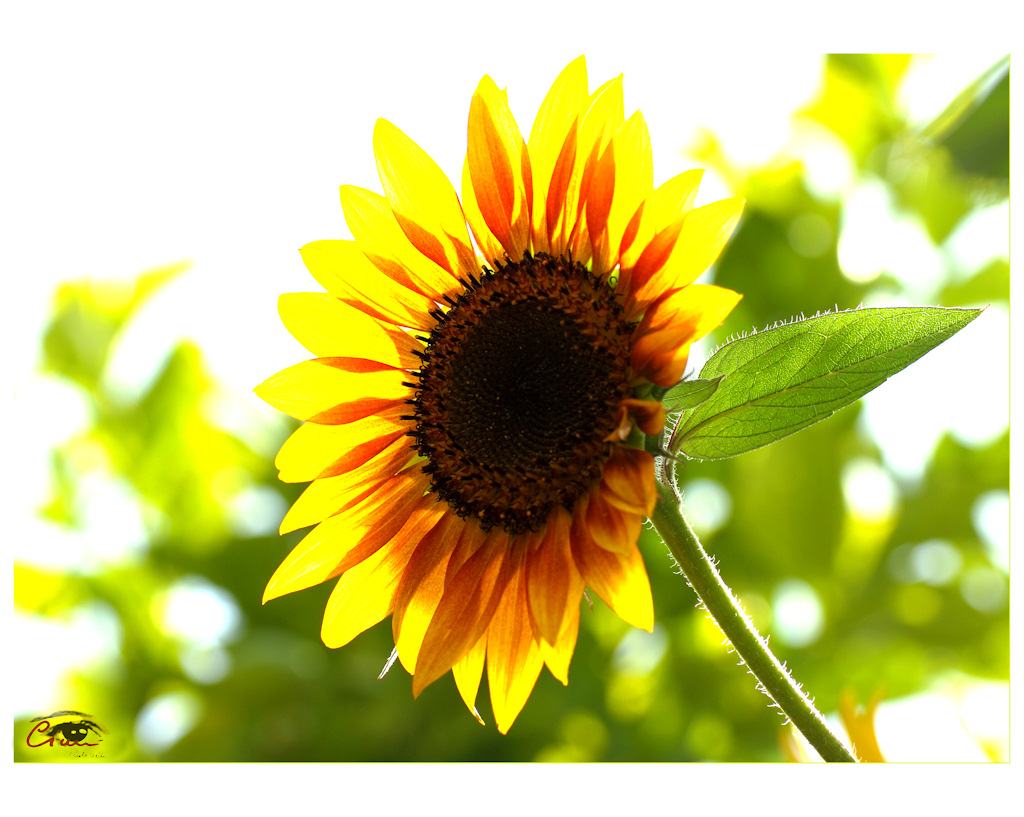 Girasole