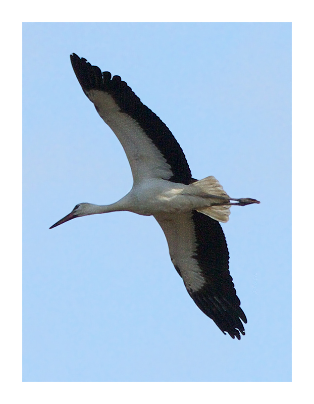 Cicogna troppo lontana...