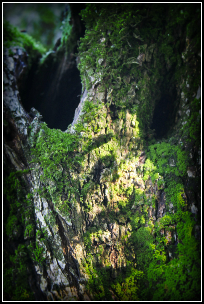 Lo spirito del bosco