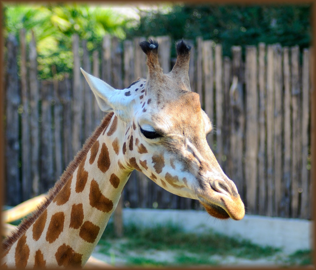 Giraffa Triste...