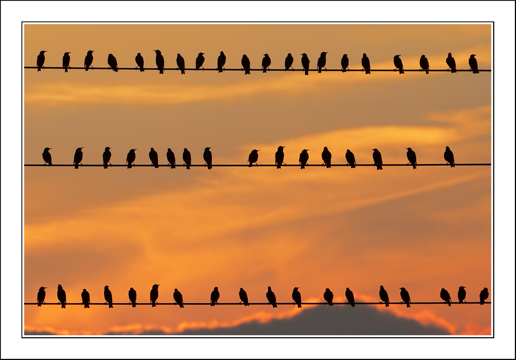 Tre file, cinquantaquattro anime Tre file, cinquantaquattro anime