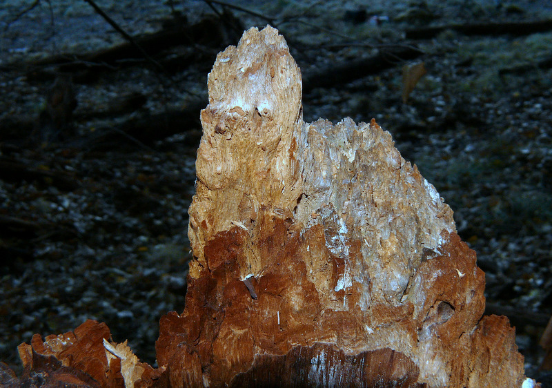 Tronchi di betulla