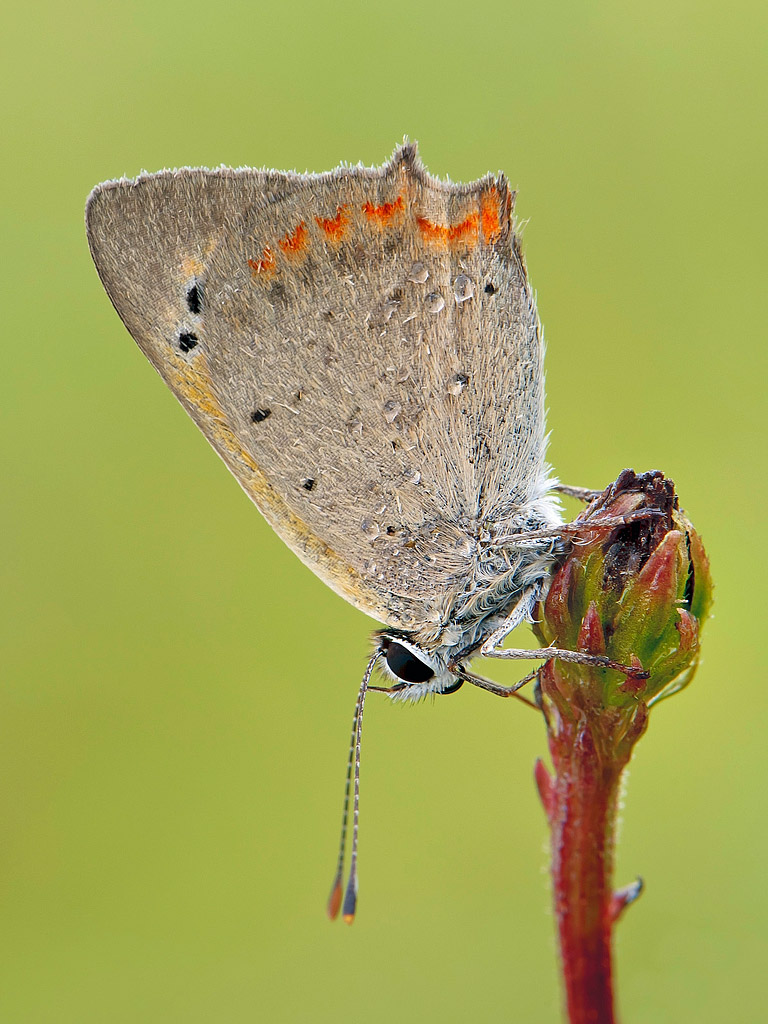 Lycaena phlaeas