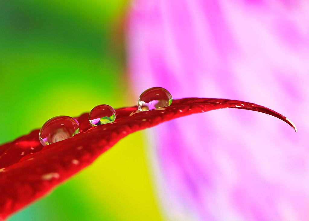 3 macro gocce 3 macro gocce