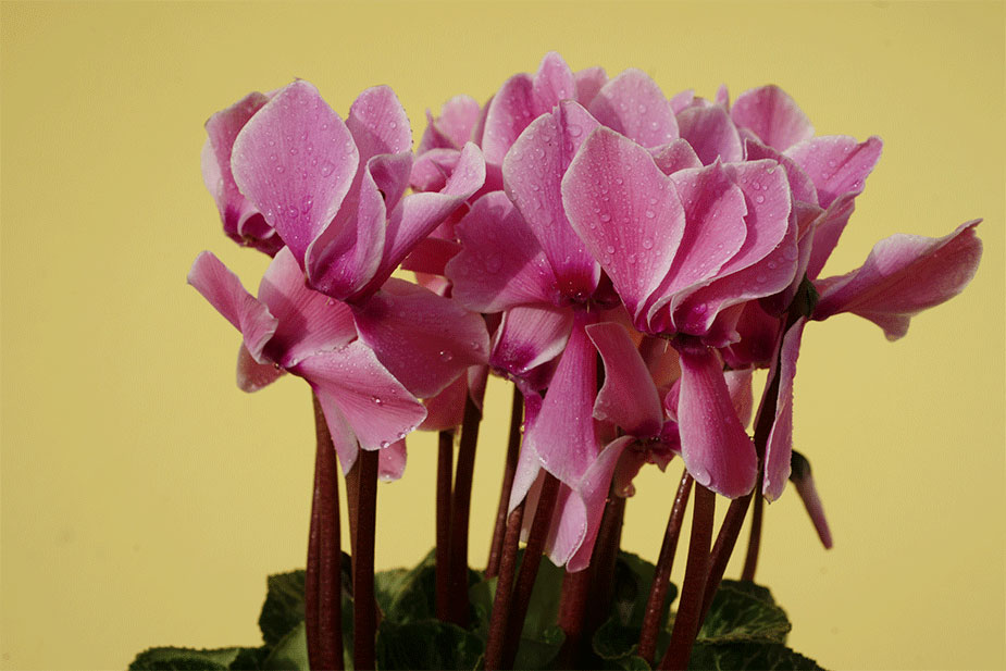 fiori