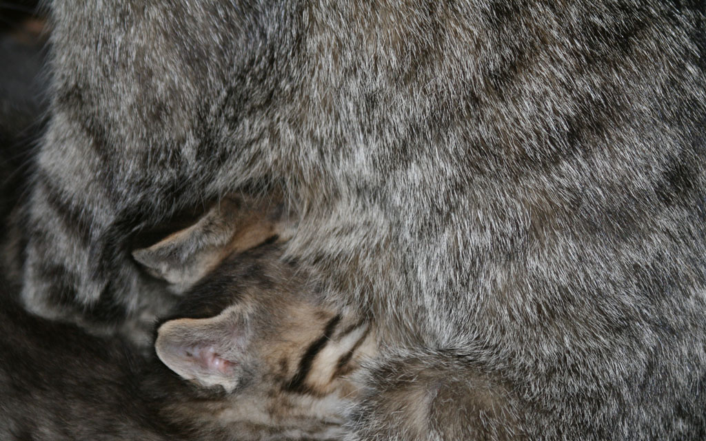 Fretta di crescere