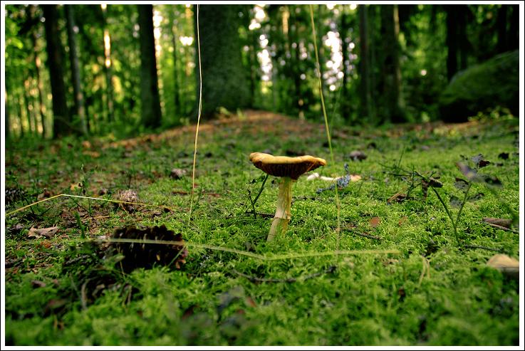 Sottobosco