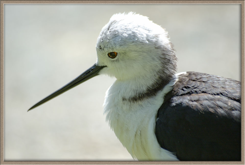 cavaliere d'Italia primo piano