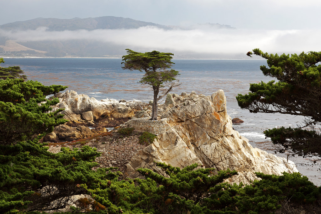 Lone Cypress Tree