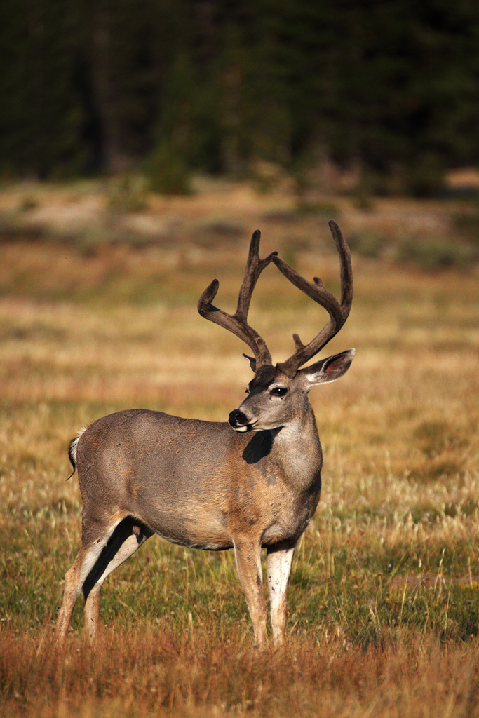 "Oh my deer"