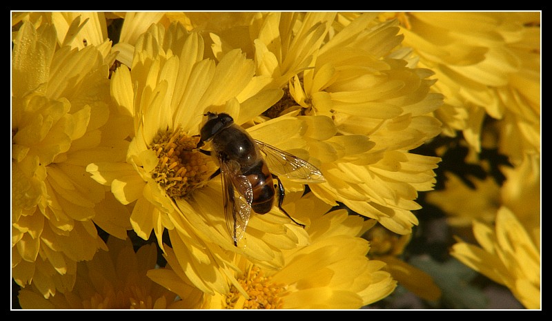 Nel giallo