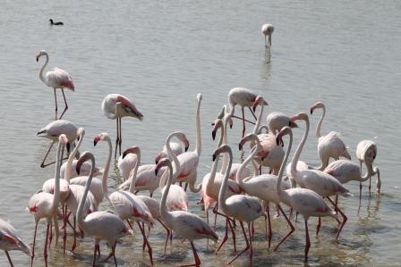 Fenicotteri rosa