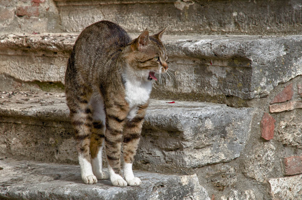 cat