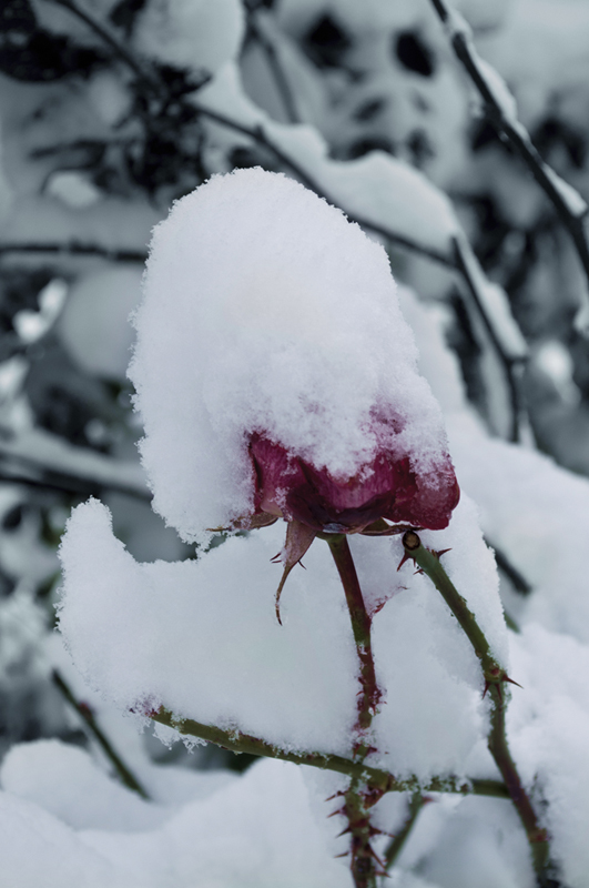 La magia della neve