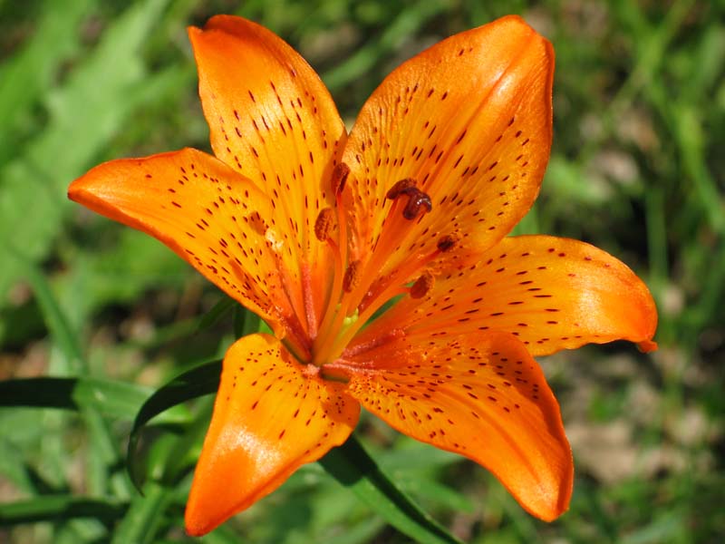 Lilium