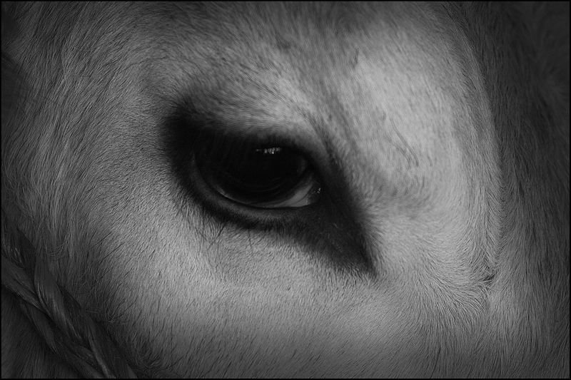 bue_07