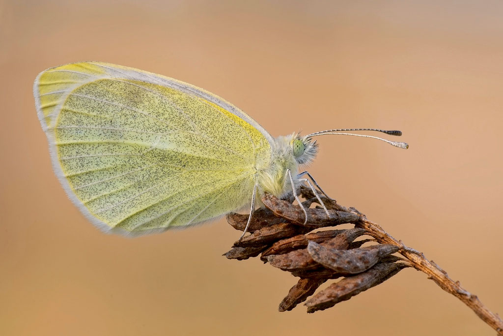 Cavolaia marzolina Cavolaia marzolina
