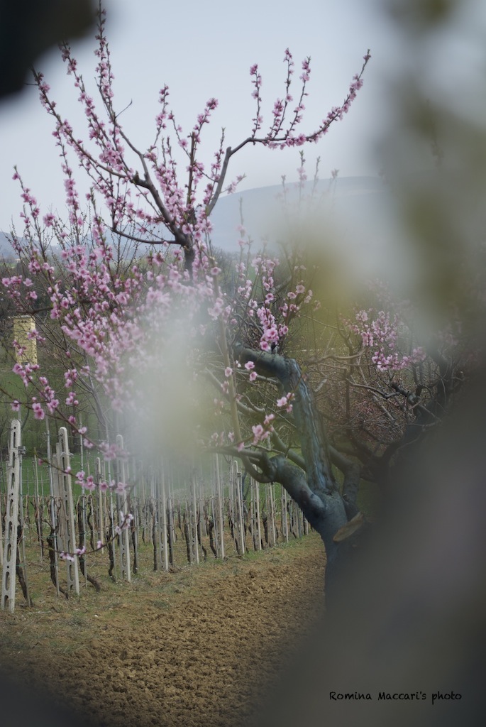Primavera