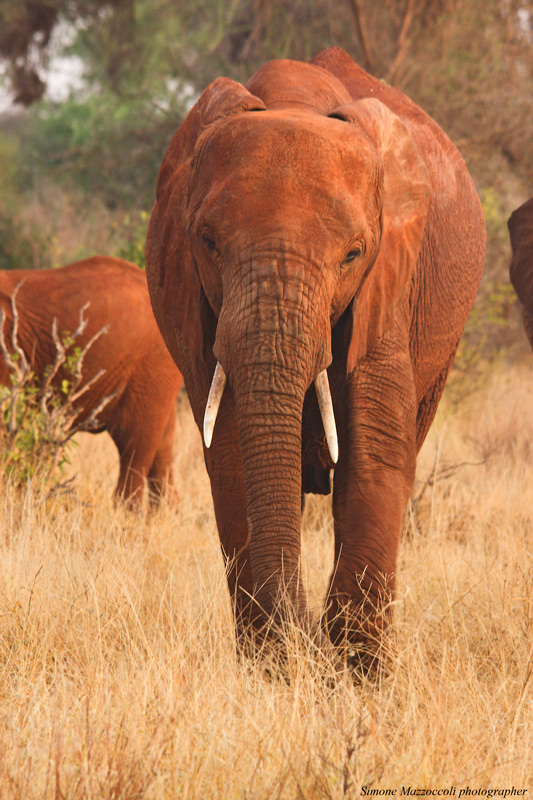 Elephant