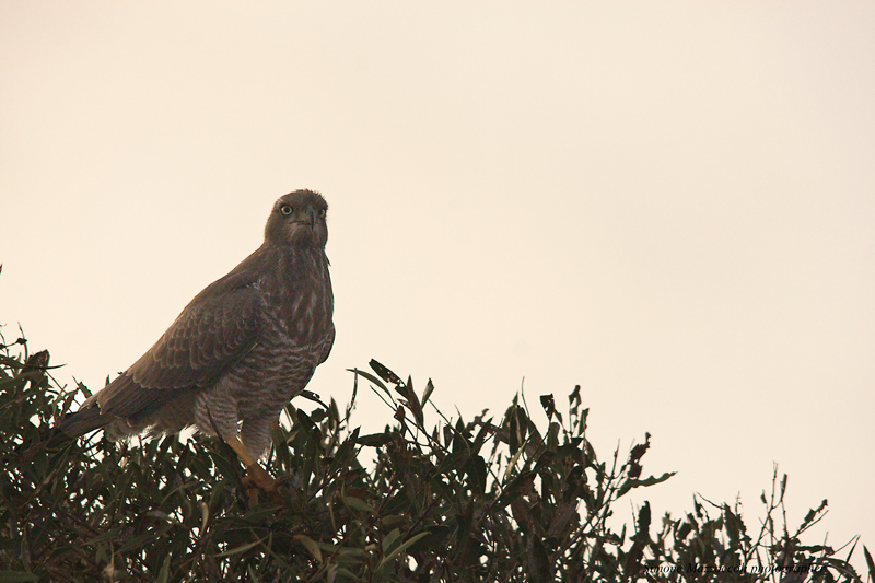 Falco