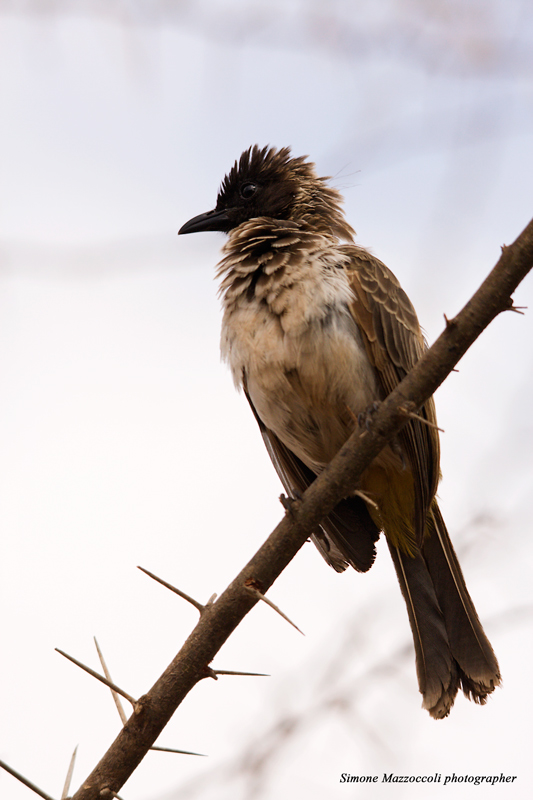 African bird