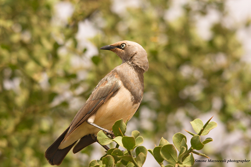 African bird