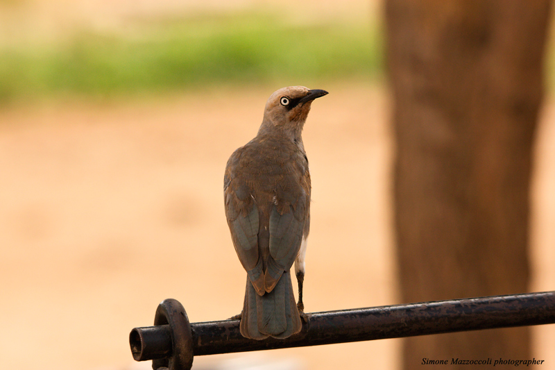 African bird