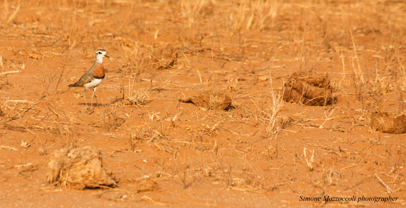 African birds