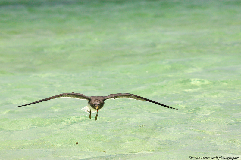In volo