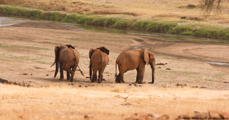 Elephants