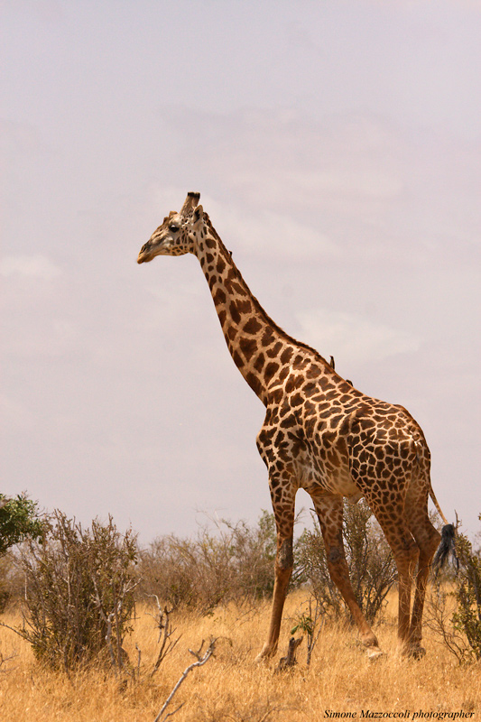 Elegantissima giraffa