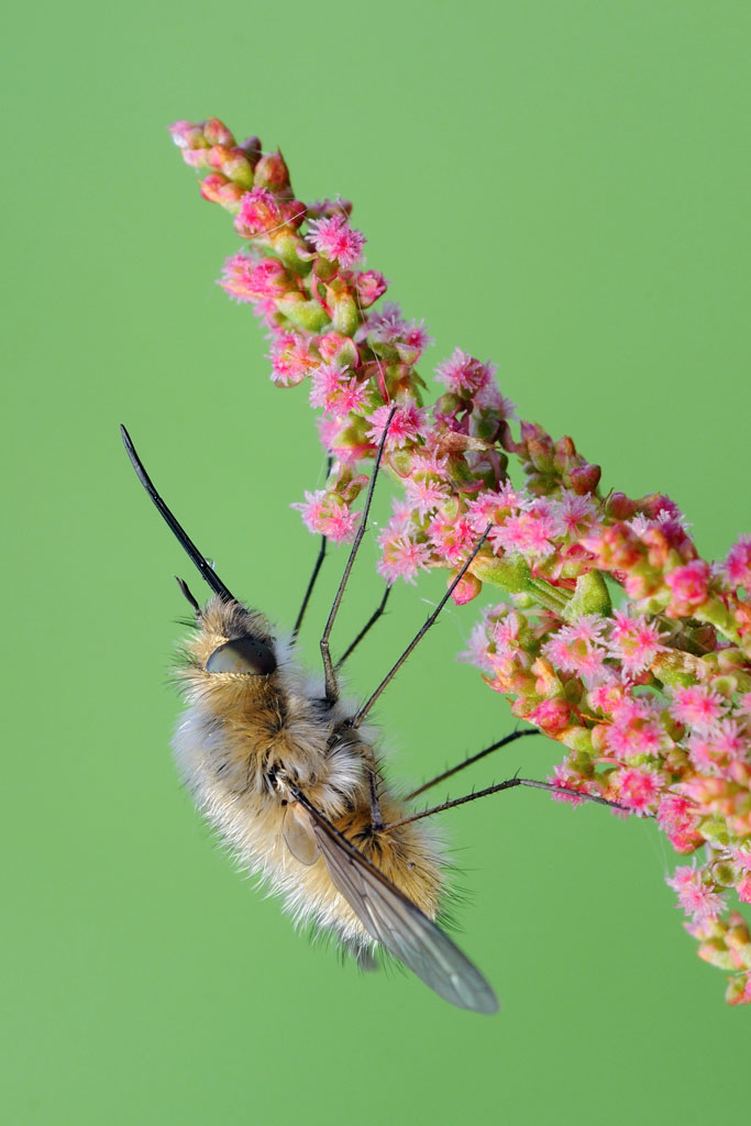 Bombylius minor