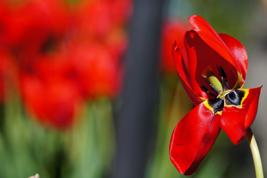 Tulipano
