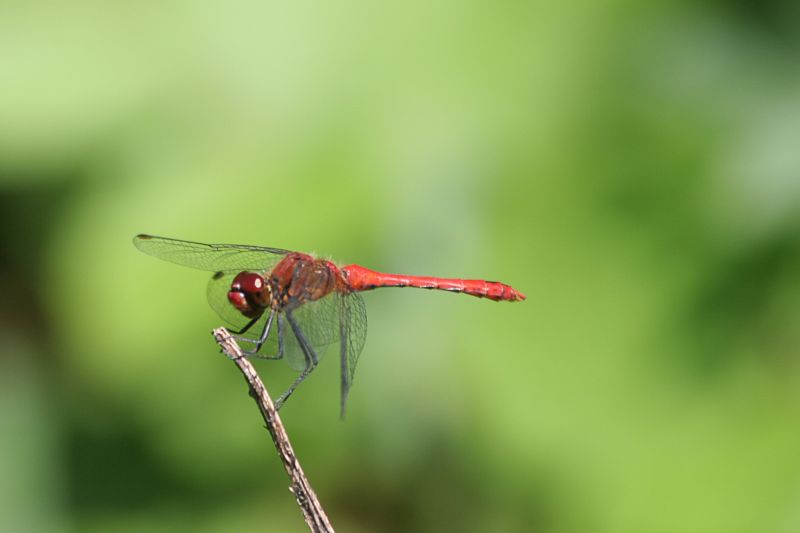 Libellula a Colico
